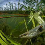 Eels Fish